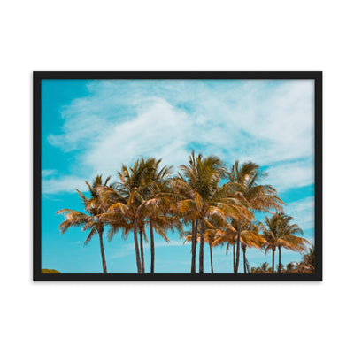 Miami Palm Trees enhanced matte paper framed poster black 50x70 cm transparent